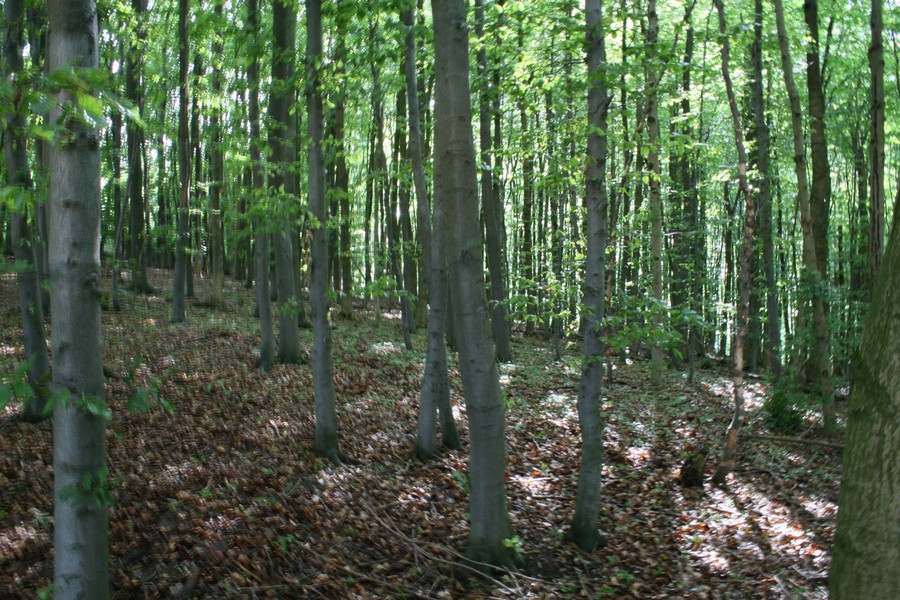 df2006_080.jpg